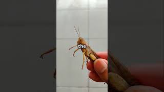 The Grasshopper and the Ants A Hilarious Twistshort story kidsstories spokenenglish [upl. by Rosene]