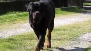 ROTTWEILER GIGANTE ZEUS ROCCIA NERA [upl. by Ernaline]