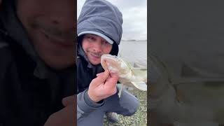 Mon premier Sandre en HOLLANDE shorts fishing first holland [upl. by Thorpe]