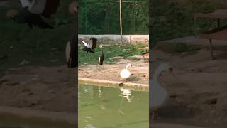 Beautiful Swans and Herons from Bangabandhu Sheikh Mujib Safari ParkGazipur bangladesh nature [upl. by Faustina]