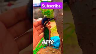 The only birds 🐦 that stuck in tree 🌳 quot Kingfisher quot science sciencefacts facts kingfisher [upl. by Ardisi330]