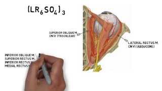 Cranial Nerve Innervation of Eye Muscles [upl. by Tasia]