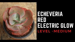 ECHEVERIA RED ELECTRIC GLOW  CARE TIPS [upl. by Anayit928]