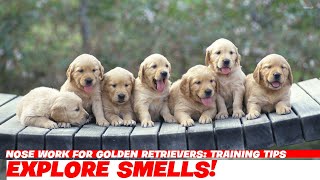 Nose Work for Golden Retrievers Training Tips [upl. by Zurheide]