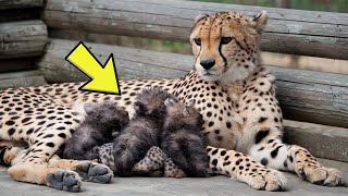 Leopard Gives Birth To Litter But Zookeeper Says quotThese Are Not Leopards How Is This Possiblequot [upl. by Erdna]