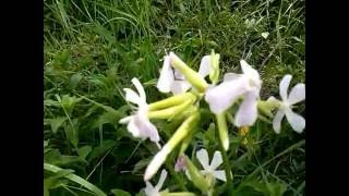 Saponaria officinalis Saponella medicinal plant [upl. by Haisi224]