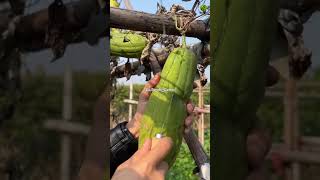 trending farming harvesting viral shorts youtubeshorts agriculture TheGrowingSeason1 [upl. by Sergeant657]