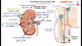 الجهاز البولي  Urinary system [upl. by Yeleak]