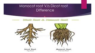 Difference Between monocot and Dicot root [upl. by Leihcar879]