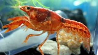 Mexican dwarf orange crayfish is giving birth [upl. by Lierbag937]