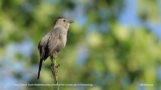 Gray Catbird [upl. by Hardan]