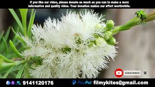 Flowers  138  Narrow leaved paperbark  Melaleuca alternifolia  flowers world [upl. by Gascony]