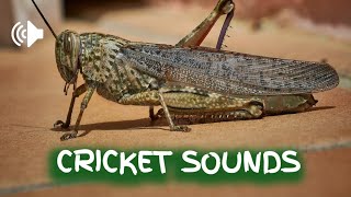 crickets sound effect no copyright download [upl. by Aicxela68]