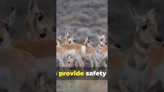 Pronghorn MindBlowing Facts pronghorn wildlife [upl. by Kreindler]