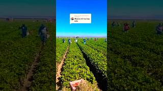 Mexicans Hardest Workers 💯 Farm Workers Chicano Mexicano Indigenous NativeAmerican VickysTown [upl. by Aseiram]