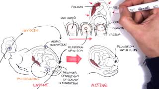 Obstetrics  Stages of Labour [upl. by Nylirehc]