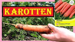 🥕 Rosa Karotten im Garten anbauen 🥕 Redsun 🌞 Thompson amp Morgan Möhren von Aussaat bis Ernte 🥕 4K [upl. by Elirpa]