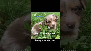 Australian Shepherd pups available for adoption at Funny Farm Pets [upl. by Annaxor]