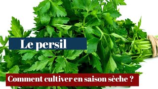 Le persil comment réussir sa culture [upl. by Anairuy]