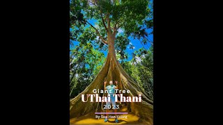 Giant Tree in UThai Thani Thailand [upl. by Bouldon]