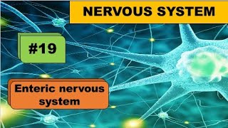 Enteric nervous system [upl. by Trovillion]