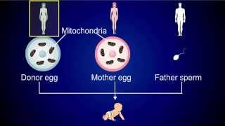 Three Parent InVitro Fertilization IVF [upl. by Nnairek218]