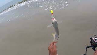 05 17 2025 SURF FISHING TYBEE ISLAND [upl. by Eedoj622]