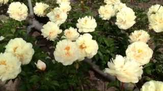 Peony Pastelegance  wwwpeonyshopcom [upl. by Ettennyl820]