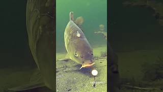 Best underwater fishing takes 2022 High qu So close [upl. by Fagaly]