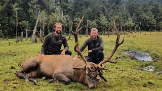 Hunting Fiordland Wild Natives Wapiti 2022 [upl. by Hassadah]