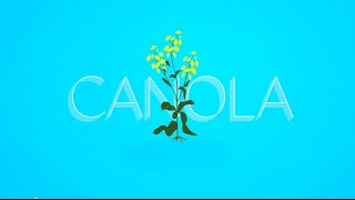 What is Canola [upl. by Oglesby]