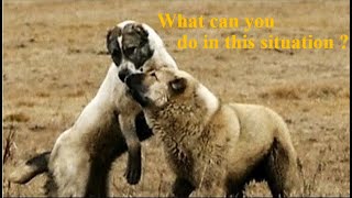 How to Handle a Fight Between Central Asian Shepherd Dogs [upl. by Demmer]