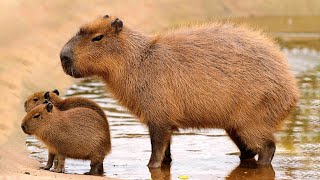 The capybara is the largest known rodent  Capybara noise [upl. by Zosima129]