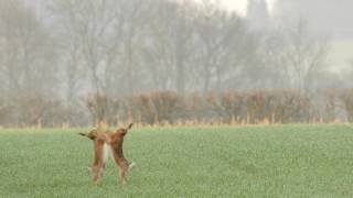 Two male brown hares Lepus europaeus boxing chasing a female England [upl. by Neal]