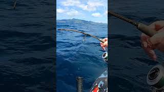 Kayak Fisherman Hooks HUGE SHARK Offshore New Zealand Shorts [upl. by Yejus]