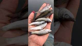 আজ অনেক আম পাড়লামvideo minivlog viralvideo food fish vlog viral [upl. by Oicnanev902]