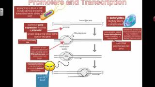 Promoters and Transcription 2016 IB Biology [upl. by Akaya]