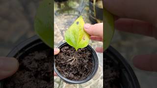 Anthurium grows roots super super fast [upl. by Aynotal26]