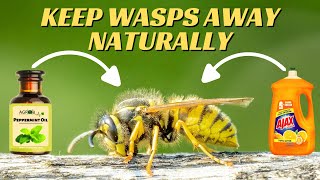 How to Get Rid of Wasps in Your Yard amp House Naturally [upl. by Johnny358]