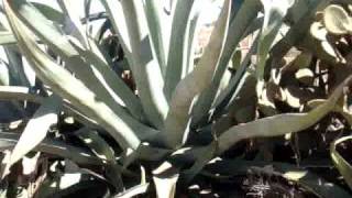 PLANTACION DE MAGUEYES AGUAMIELEROSMPG [upl. by Mulford]