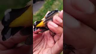 Found this pretty bird in the grass Sadly had died Spotted Pardalote birds [upl. by Damales]