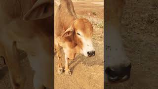 cow ox animals oxfight explore cattle horse shortvideo automobile bollywoodromanticmashup [upl. by Job]