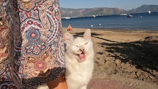 Beautiful cat on the beach is constantly meowing trilling and asking me for food [upl. by Aura]