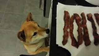 The Shiba Scream Ozy Wants Bacon [upl. by Edina971]