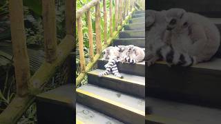 RingTailed Lemur and WhiteFaced Saki Monkey [upl. by Aharon854]