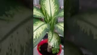 Dieffenbachia seguinePlant summer care tips short [upl. by Ailaza]