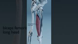 The Role of Biceps Femoris in Your Movement  Muscle Anatomy Explained health anatomy [upl. by Raye36]