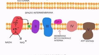 CORSO DI BIOCHIMICA  LEZIONE 16 DI 47  FOSFORILAZIONE OSSIDATIVA  PARTE 2 [upl. by Keldon]