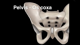 Pelvis Osteology Os coxa [upl. by Kristan]