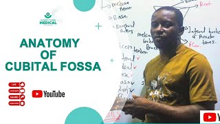 ANATOMY OF CUBITAL FOSSA MADE EASY [upl. by Esdnyl495]